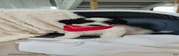 Miniature Poodle dogs for sale: Bingo - Ad 1