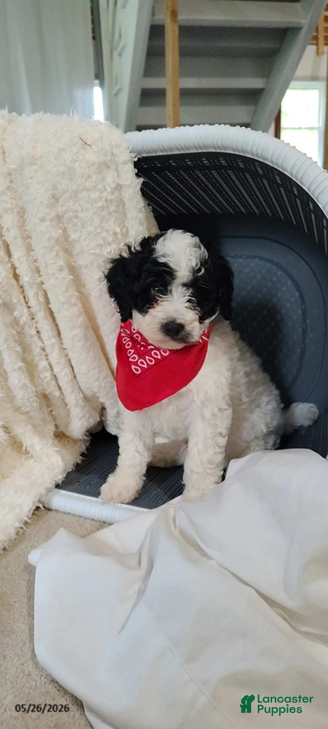 Miniature Poodle dogs for sale: Bingo - Ad 1