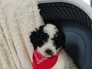 Miniature Poodle dogs for sale: Bingo - Ad 3