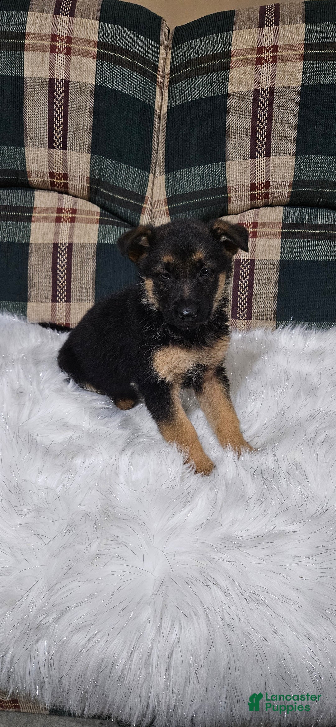 German Shepherd dogs for sale: Bella - Ad 5