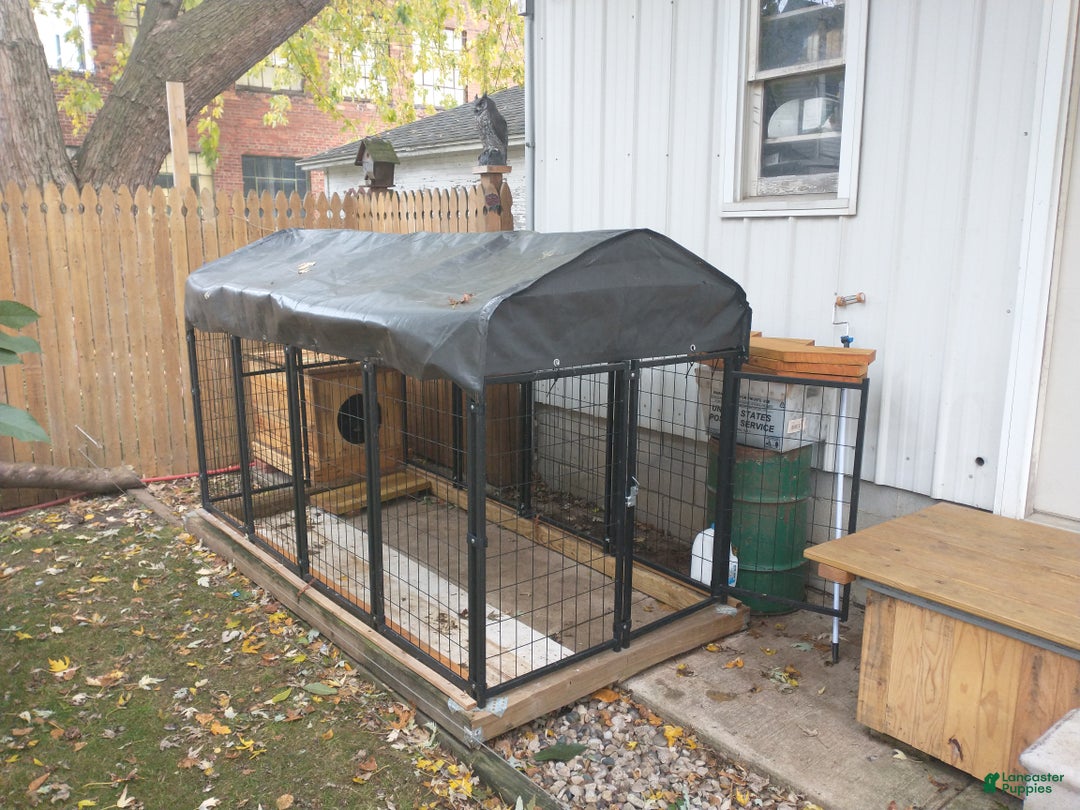 American Bully dogs for sale: American Bully Puppy 1 - Ad 3