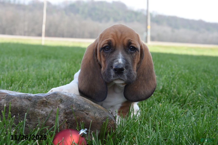 Basset Hound dogs Prince - Ad 11