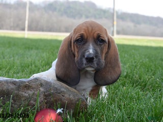 Basset Hound dogs Prince - Ad 11
