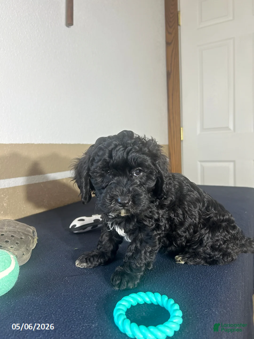 Havapoo dogs for sale: Kandy - Ad 2