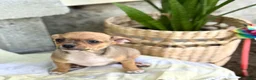 Chihuahua dogs for sale: Ristle - Ad 4