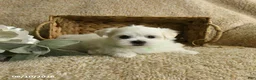 Maltese dogs for sale: Ranger - Ad 4