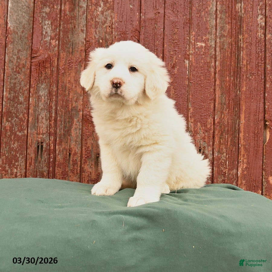 Great Pyrenees dogs Ranger - Ad 1