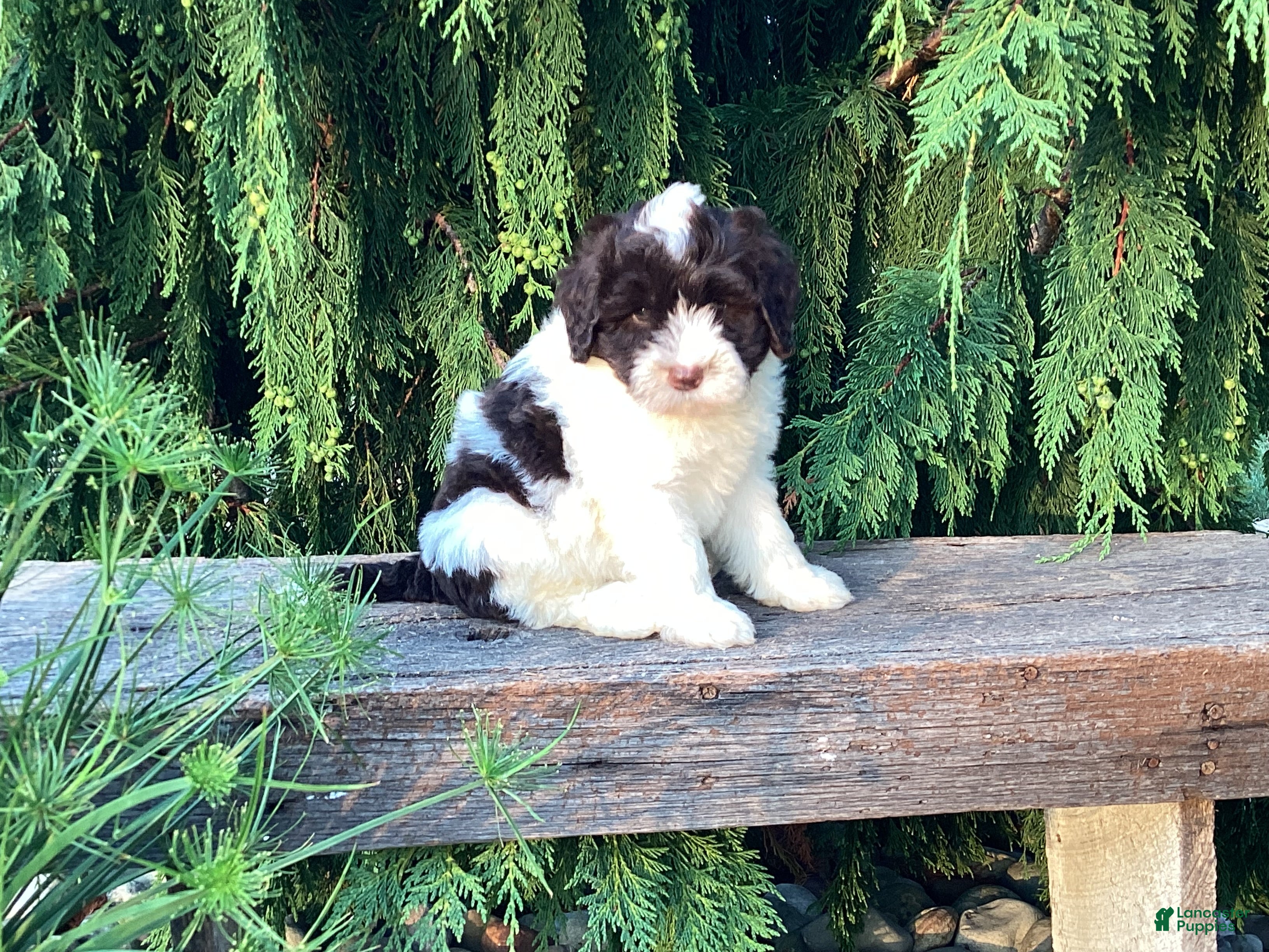 Portuguese Water Dog dogs Lincoln - Ad 1