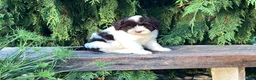 Portuguese Water Dog dogs for sale: Lincoln - Ad 1