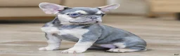 French Bulldog dogs for sale: Brooklyn - Ad 8
