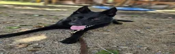 German Shepherd dogs for sale: Jisha - GiGi - Ad 1