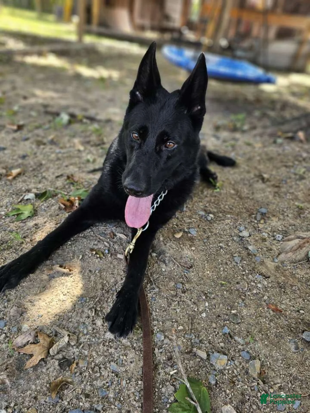 German Shepherd dogs for sale: Jisha - GiGi - Ad 1