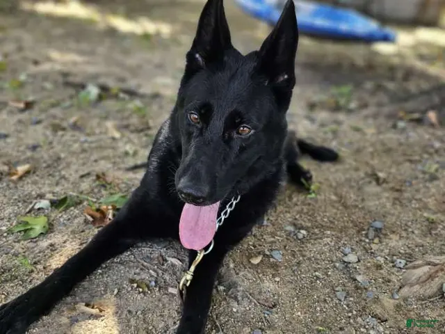 German Shepherd dogs for sale: Jisha - GiGi - Ad 1
