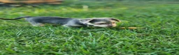 Mixed Breed dogs for sale: Rue - Female - Gray / Brown - Ad 2