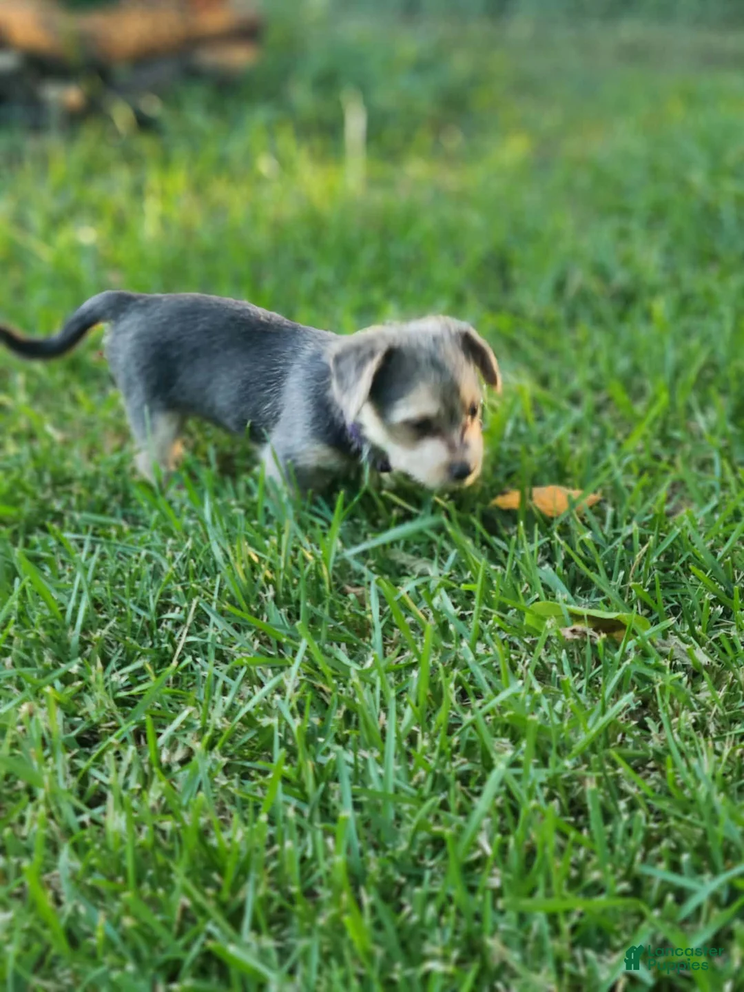 Mixed Breed dogs for sale: Rue - Female - Gray / Brown - Ad 2