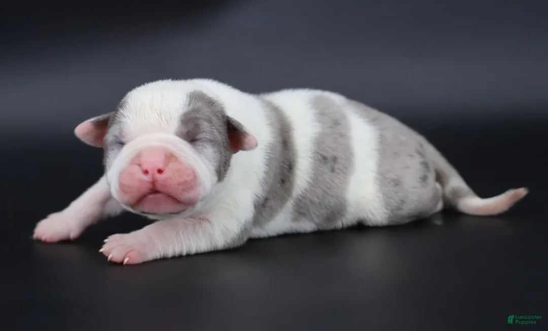 American Bully dogs for sale: Perseus - XL - ABKC - Ad 4