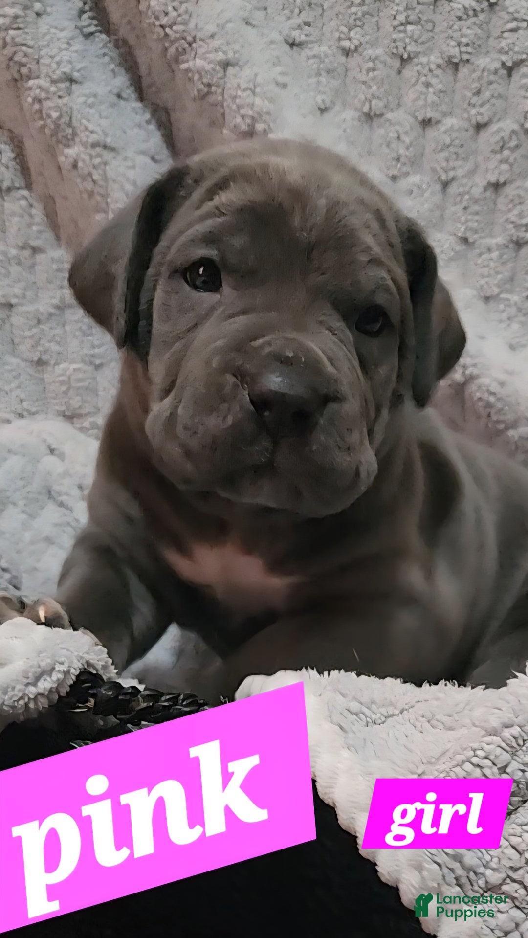 Cane Corso dogs for sale: Cane Corso Puppy 9 Sandy - Ad 1