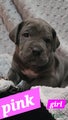 Cane Corso Puppy 9 Sandy