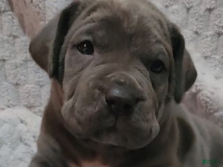 Cane Corso dogs Cane Corso Puppy 9 Sandy - Ad 23