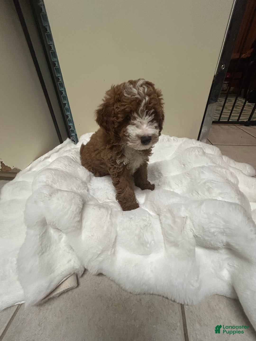 Mini Goldendoodle dogs for sale: Petite Tuxedo Mini Goldendoodle Teddy - Ad 2