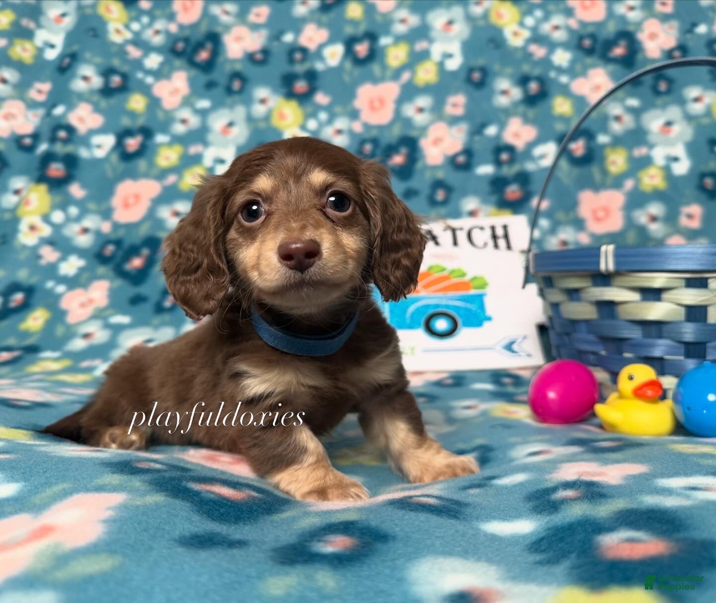 Miniature Dachshund dogs AKC Lighter Chocolate & Cream Long Haired Male Miniature Dachshund Puppy  - Ad 2