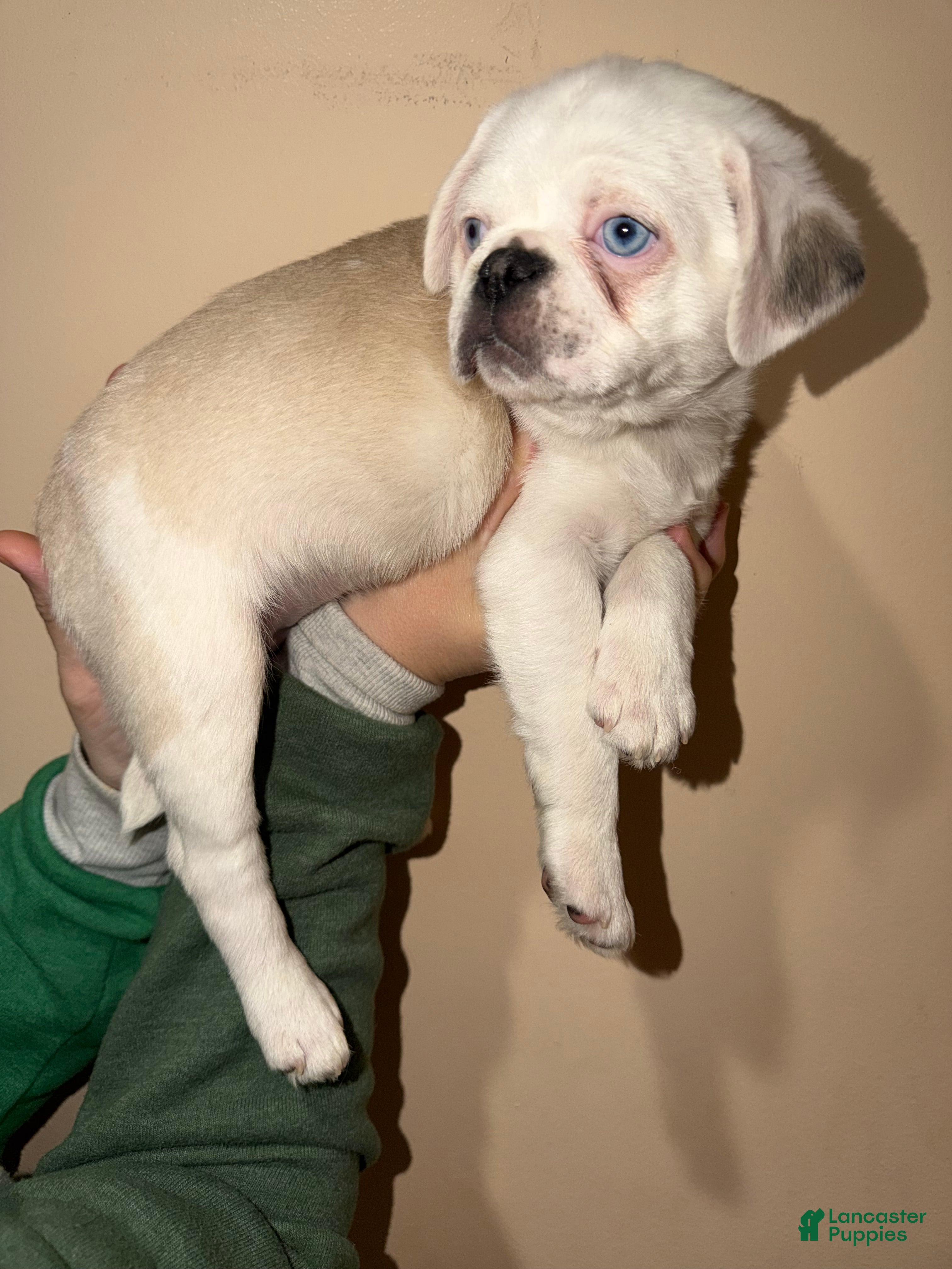 Pug dogs Reggie  - Ad 1