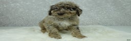 Newfypoo dogs for sale: Tucker - Ad 4