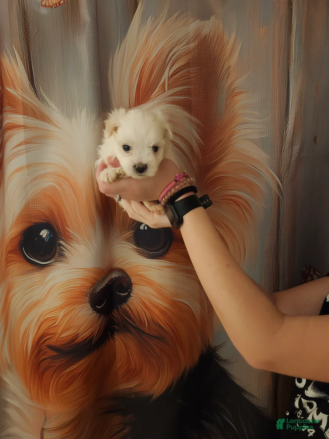 Maltese dogs for sale: Ollie  - Ad 2