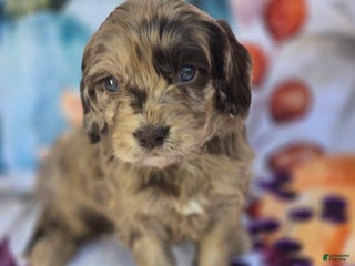 Mixed Breed dogs - Ad 16