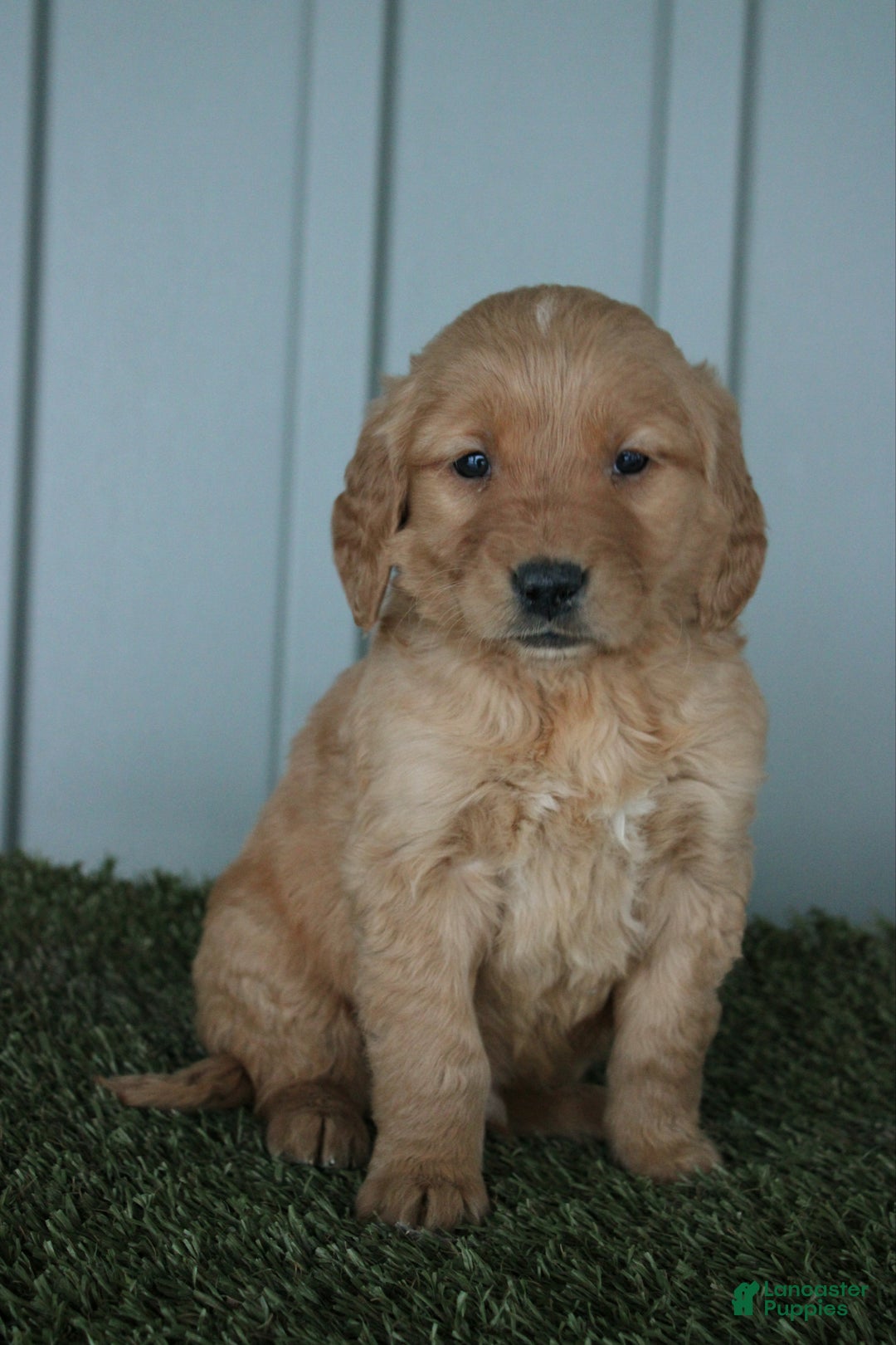 Golden Retriever dogs for sale: Golden Retriever Puppy Conner - Ad 2