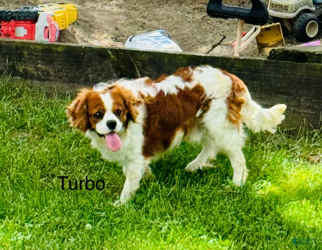 Cavalier King Charles Spaniel dogs for sale: Lori - Ad 7