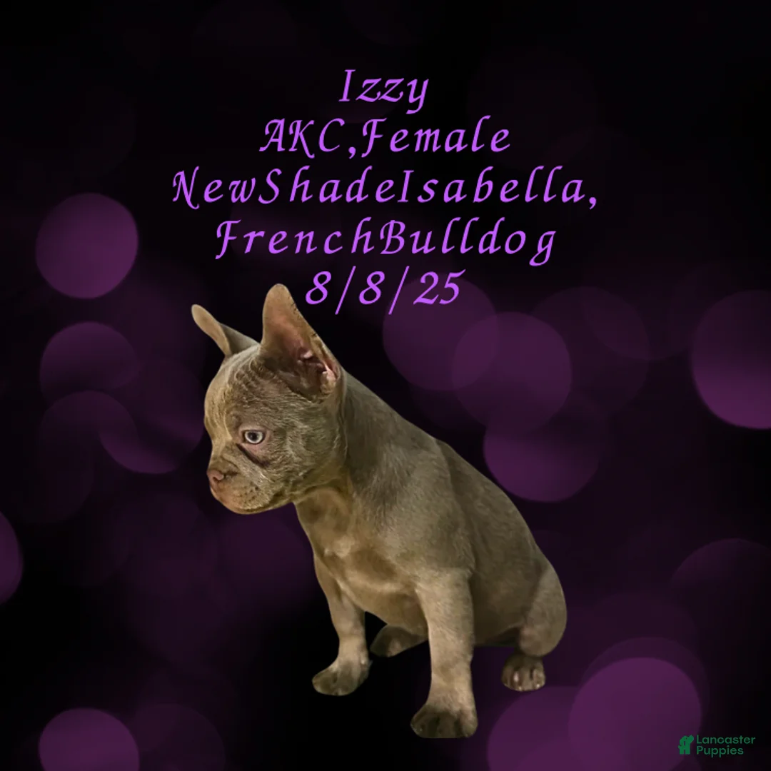 French Bulldog dogs for sale:  “Izzy the Queen: Hazel-Eyed Beauty with Boss Energy & Breeding Potential” - Ad 18
