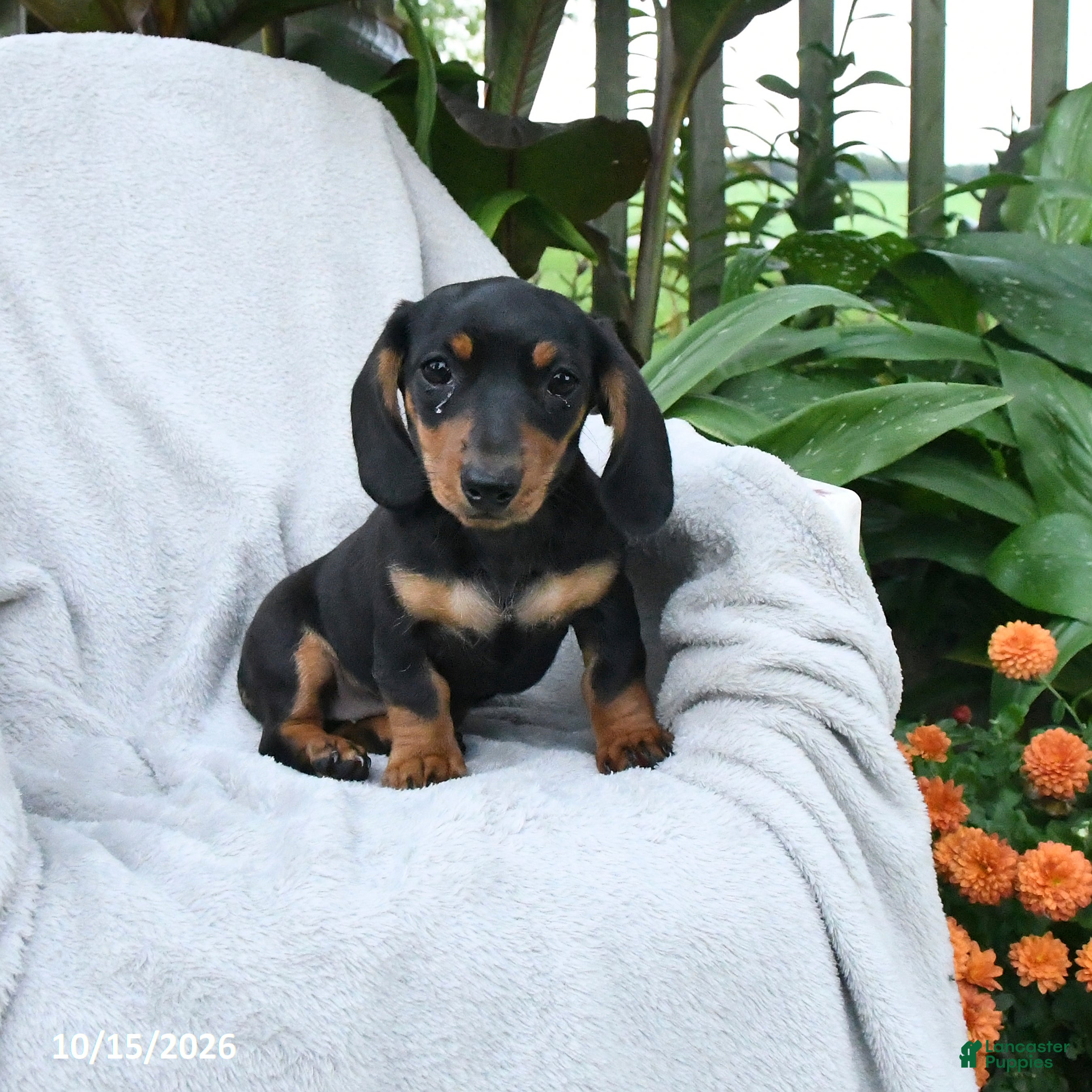 Miniature Dachshund dogs Josie - Ad 2