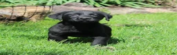 Labrador Retriever dogs for sale: Labrador Retriever Winston - Ad 14