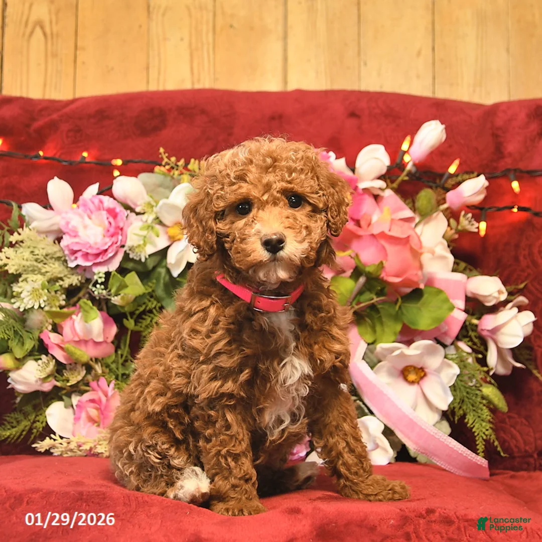 Mini Goldendoodle dogs for sale: Tessie Tinkles  - Ad 1