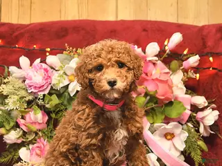 Mini Goldendoodle dogs Tessie Tinkles - Ad 27