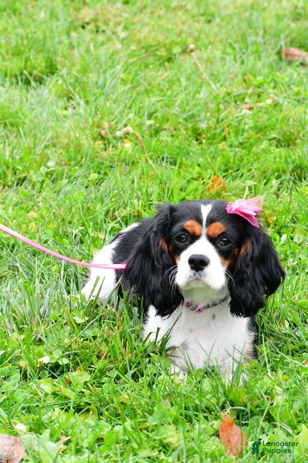 Cavapoo dogs for sale: Ellie - Ad 6