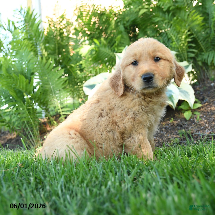 Golden Retriever dogs Milo - Ad 2
