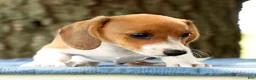 Miniature Dachshund dogs for sale: Hal - Ad 8