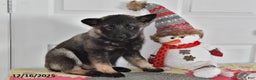 Norwegian Elkhound dogs for sale: Wolf  - Ad 1