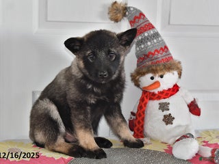 Norwegian Elkhound dogs Wolf - Ad 3