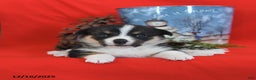 Welsh Corgi Pembroke dogs for sale: Pepper - Ad 11