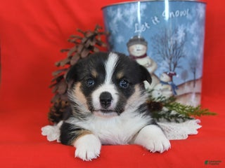 Welsh Corgi Pembroke dogs Pepper - Ad 41