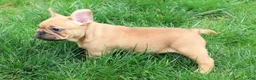 French Bulldog dogs for sale: Benji - Ad 7