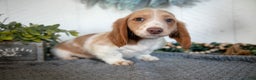Miniature Dachshund dogs for sale: Lonnie - Ad 2