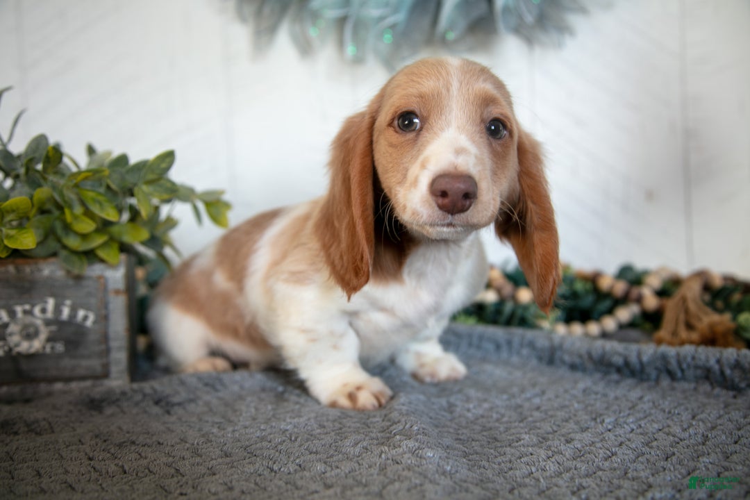 Miniature Dachshund dogs for sale: Lonnie - Ad 2