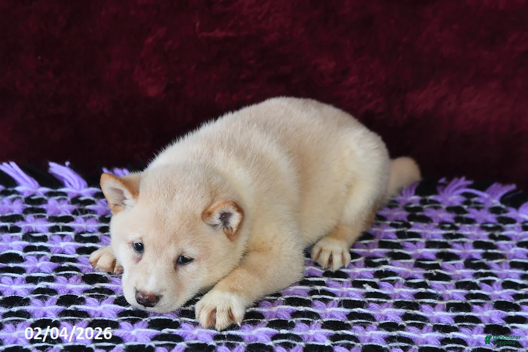 Shiba Inu dogs for sale: Lance  - Ad 3