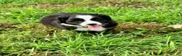 Miniature Australian Shepherd dogs for sale: Dolly - Ad 1
