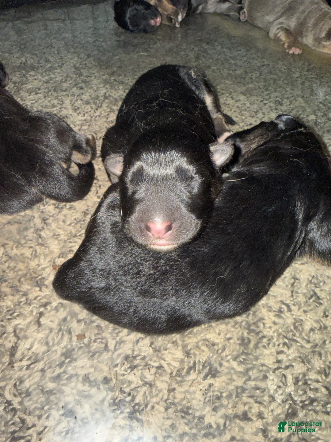 Gallery Image {{count}}