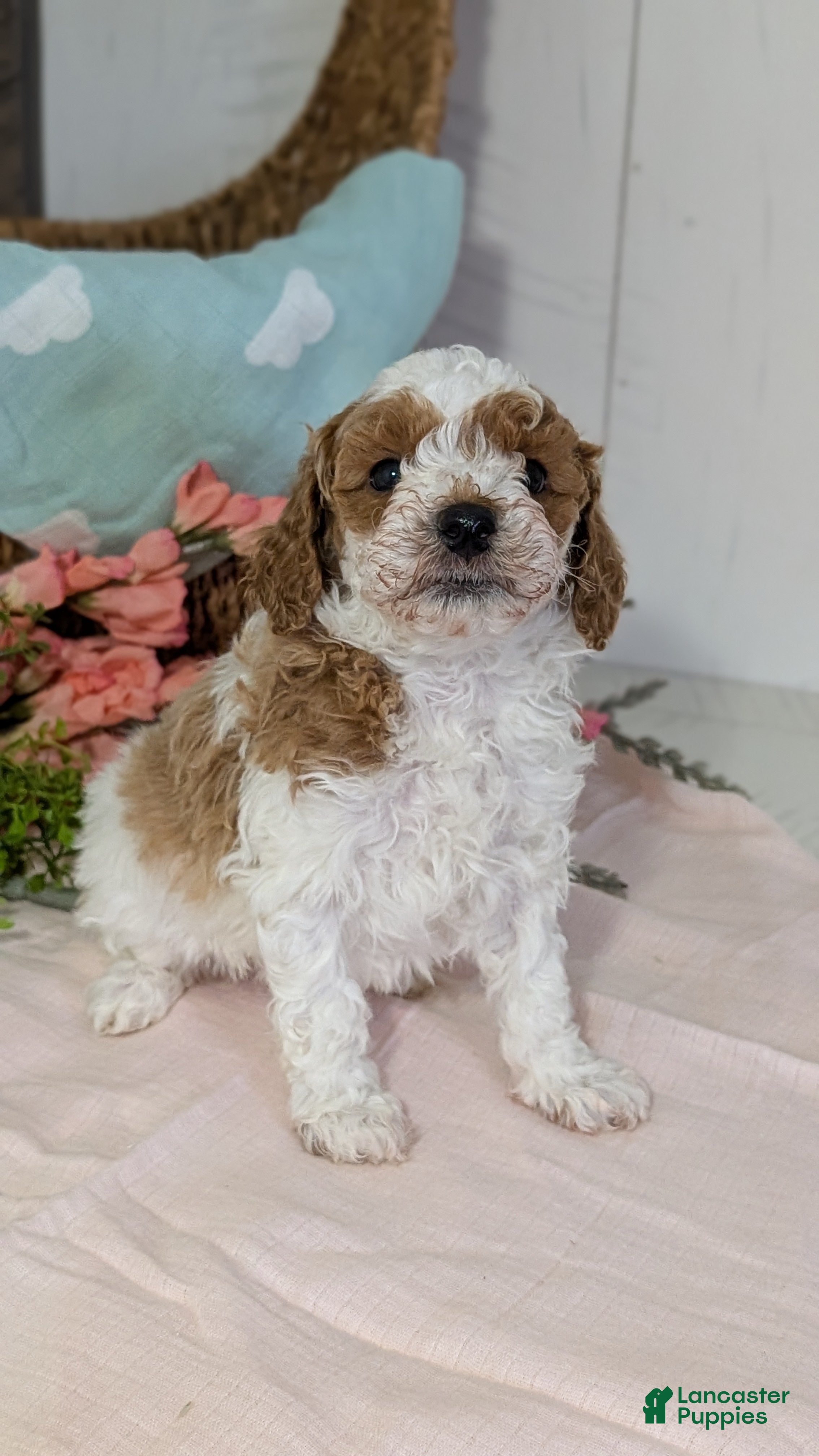 Miniature Poodle dogs Ziggy - Ad 5